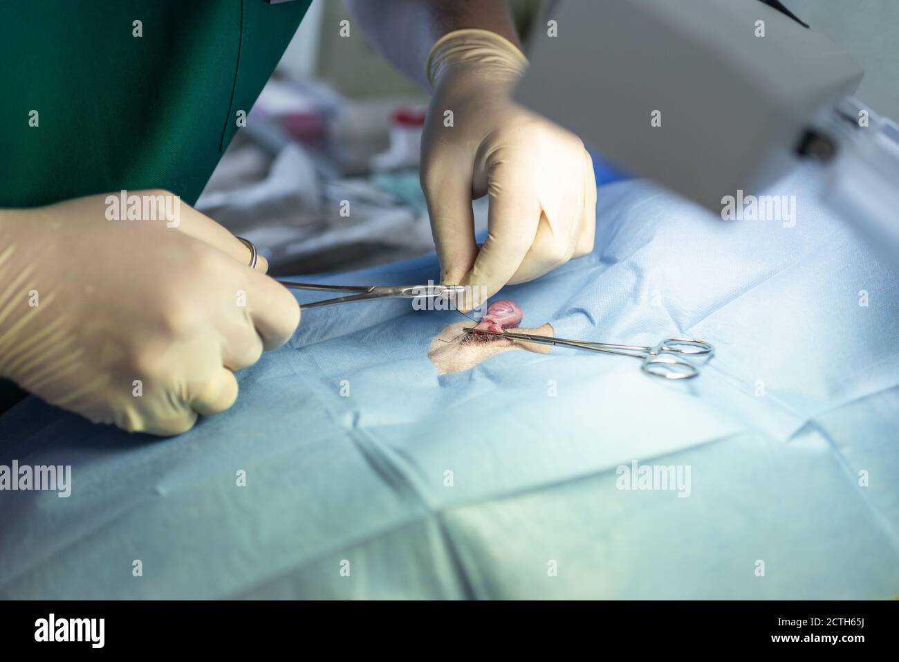Gros plan stérilisation du chien sur des tables chirurgicales sous anesthésie générale et chirurgiens vétérinaires. Vétérinaire effectuer la chirurgie de stérilisation de chien. Veterre Banque D'Images