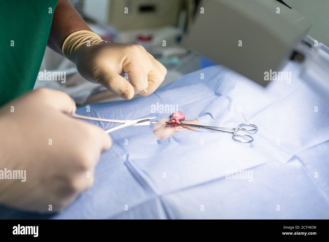 Gros plan stérilisation du chien sur des tables chirurgicales sous anesthésie générale et chirurgiens vétérinaires. Vétérinaire effectuer la chirurgie de stérilisation de chien. Veterre Banque D'Images