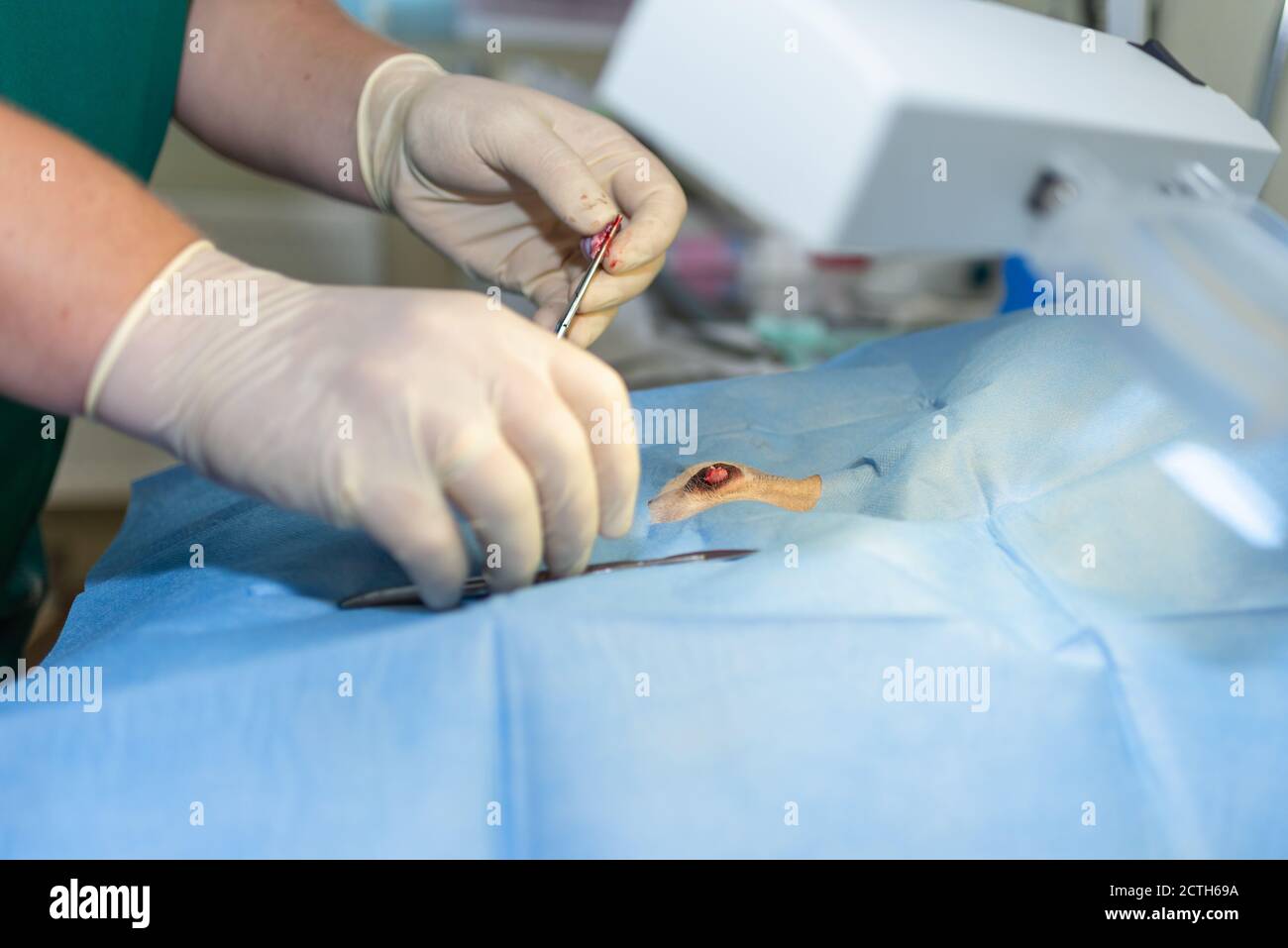Gros plan stérilisation du chien sur des tables chirurgicales sous anesthésie générale et chirurgiens vétérinaires. Vétérinaire effectuer la chirurgie de stérilisation de chien. Veterre Banque D'Images