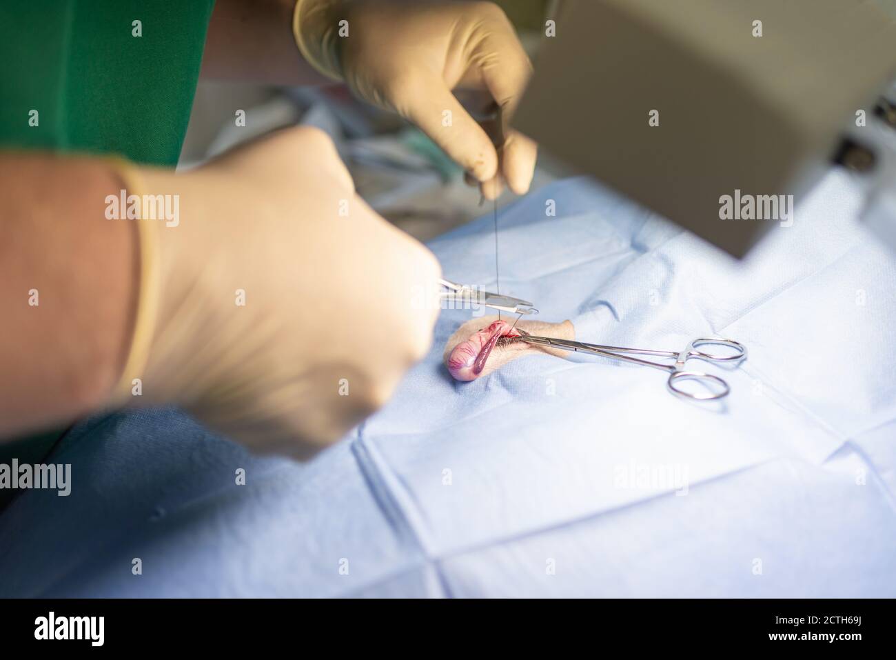 Gros plan stérilisation du chien sur des tables chirurgicales sous anesthésie générale et chirurgiens vétérinaires. Vétérinaire effectuer la chirurgie de stérilisation de chien. Veterre Banque D'Images
