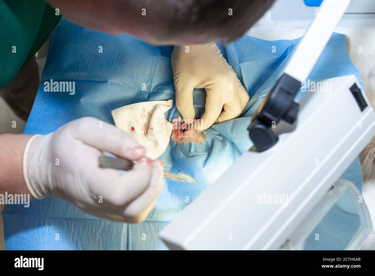 Gros plan stérilisation du chien sur des tables chirurgicales sous anesthésie générale et chirurgiens vétérinaires. Vétérinaire effectuer la chirurgie de stérilisation de chien. Veterre Banque D'Images