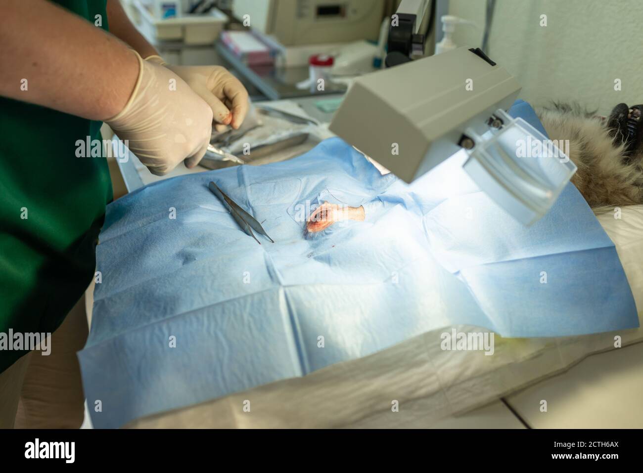 Gros plan stérilisation du chien sur des tables chirurgicales sous anesthésie générale et chirurgiens vétérinaires. Vétérinaire effectuer la chirurgie de stérilisation de chien. Veterre Banque D'Images