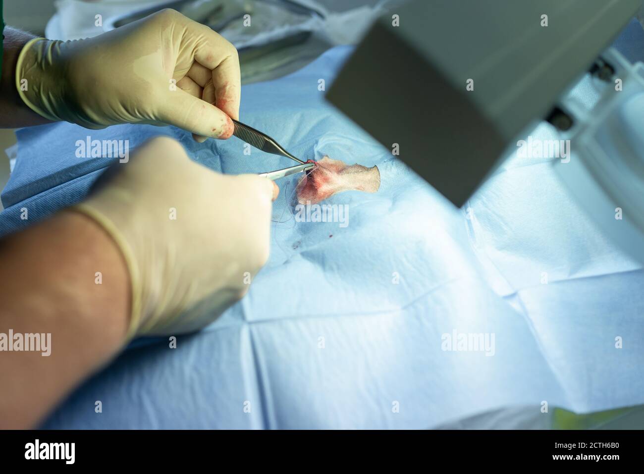 Gros plan stérilisation du chien sur des tables chirurgicales sous anesthésie générale et chirurgiens vétérinaires. Vétérinaire effectuer la chirurgie de stérilisation de chien. Veterre Banque D'Images