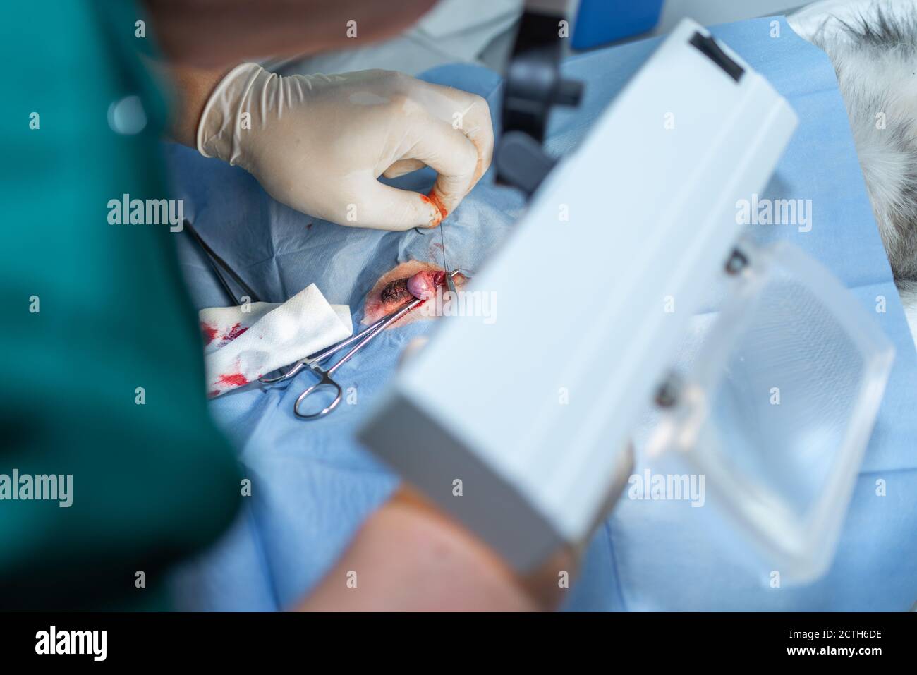 Gros plan stérilisation du chien sur des tables chirurgicales sous anesthésie générale et chirurgiens vétérinaires. Vétérinaire effectuer la chirurgie de stérilisation de chien. Veterre Banque D'Images
