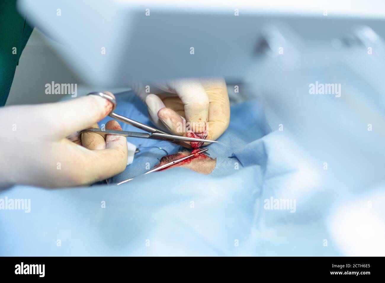 Gros plan stérilisation du chien sur des tables chirurgicales sous anesthésie générale et chirurgiens vétérinaires. Vétérinaire effectuer la chirurgie de stérilisation de chien. Veterre Banque D'Images
