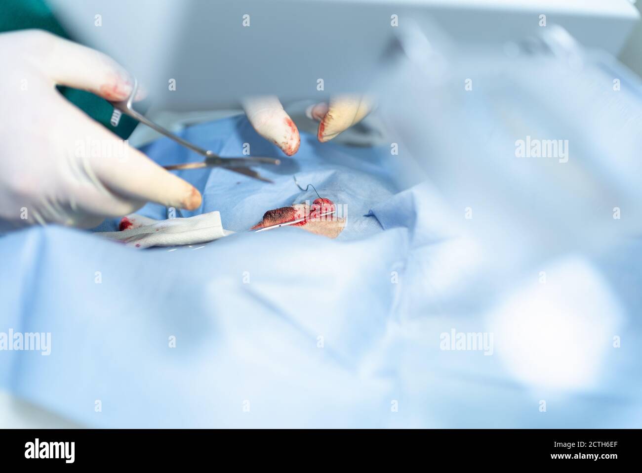 Gros plan stérilisation du chien sur des tables chirurgicales sous anesthésie générale et chirurgiens vétérinaires. Vétérinaire effectuer la chirurgie de stérilisation de chien. Veterre Banque D'Images
