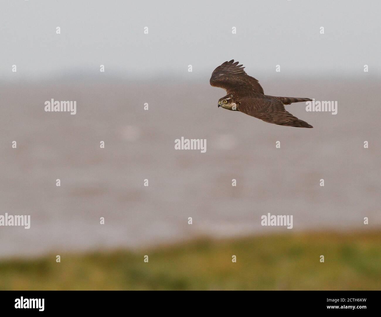 Sparrowhawk volant vers le sud après le Warren Banque D'Images