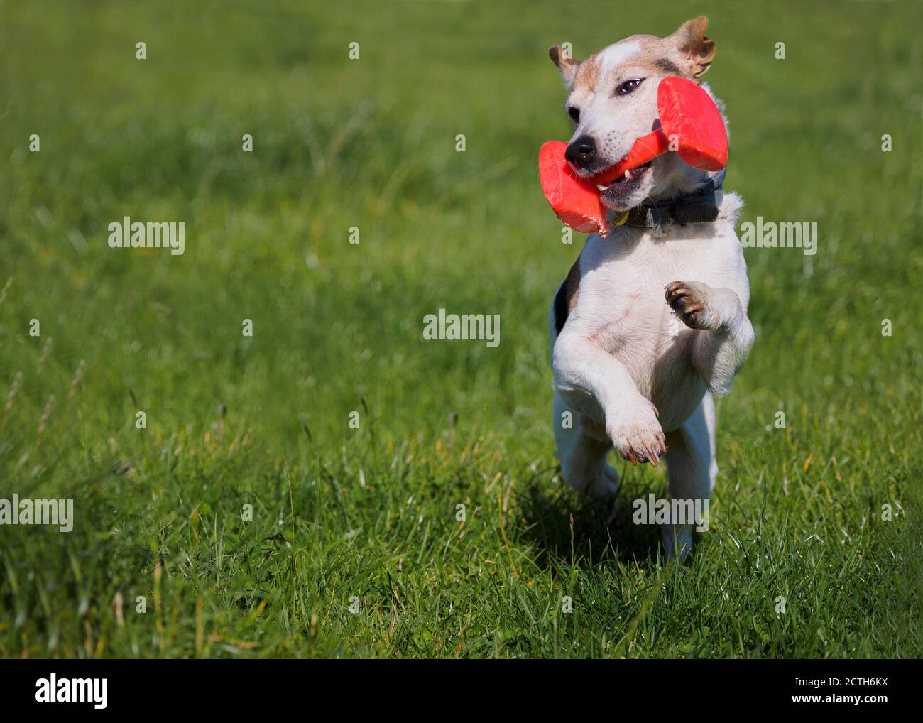 Jack Russell jouant FETCH, Royaume-Uni Banque D'Images