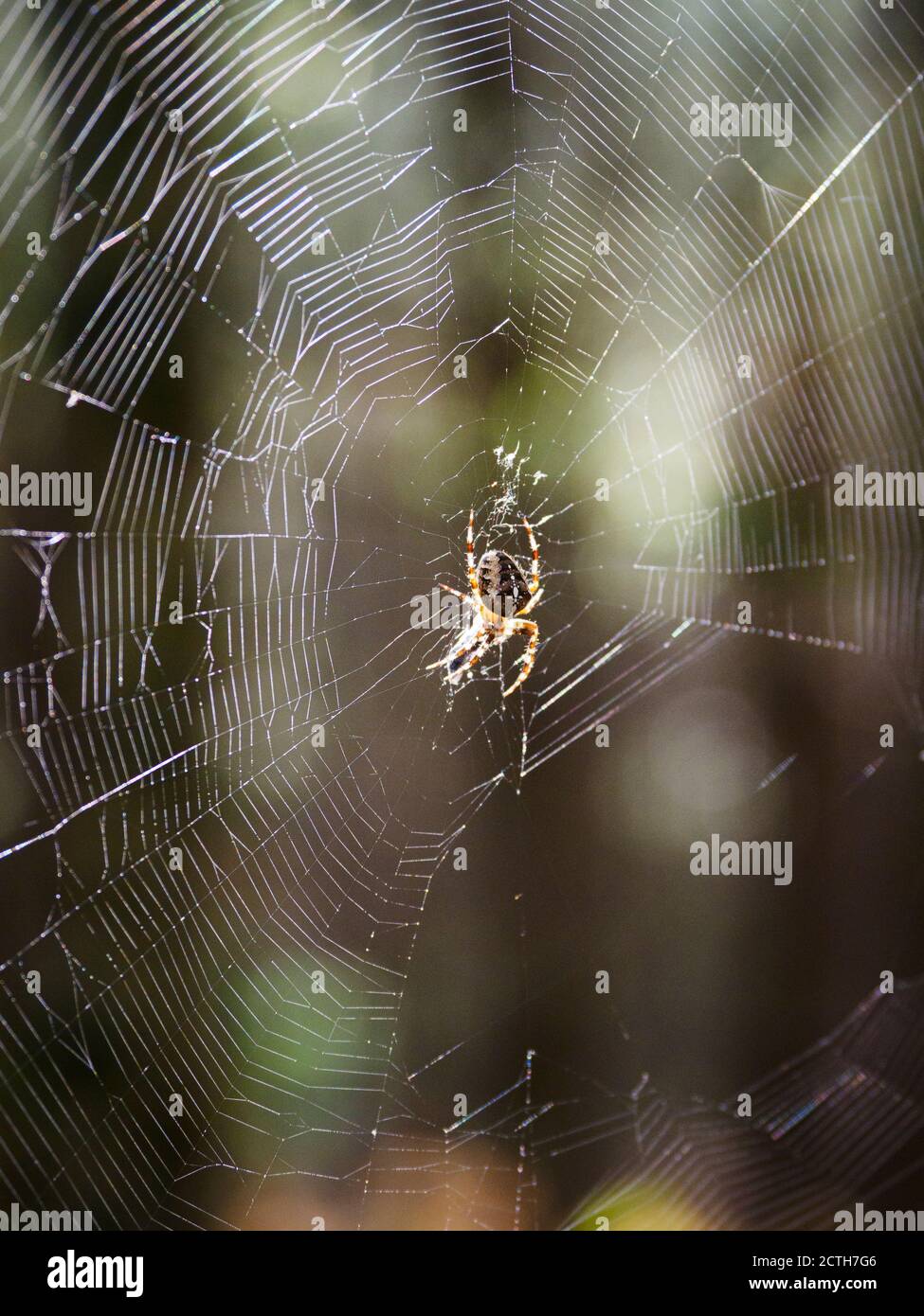Araneus diadematus, araignée de jardin européenne au milieu de son web, Thetford Forest, Norfolk, Royaume-Uni Banque D'Images