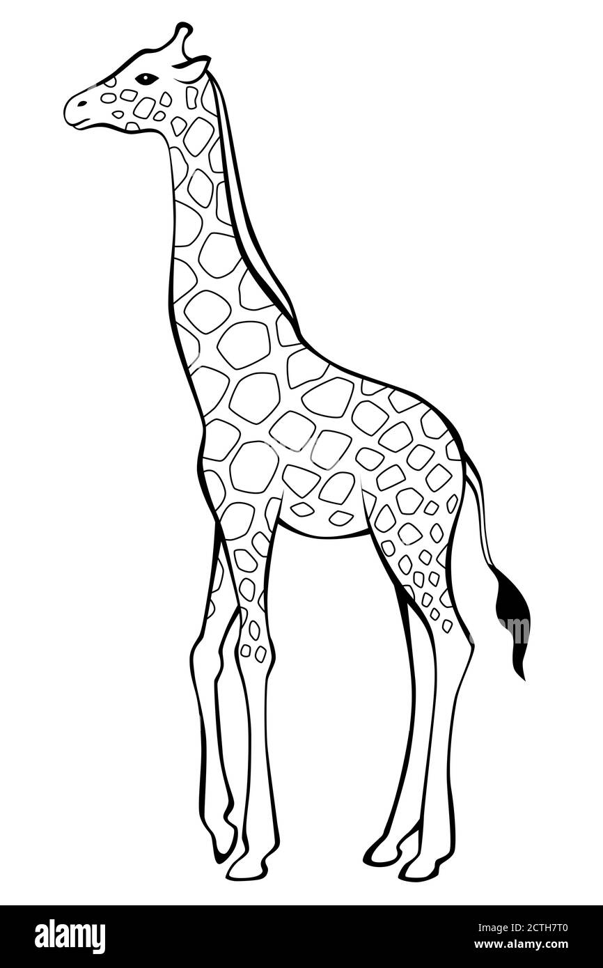 Girafe noir blanc vecteur d'illustration isolé Illustration de Vecteur
