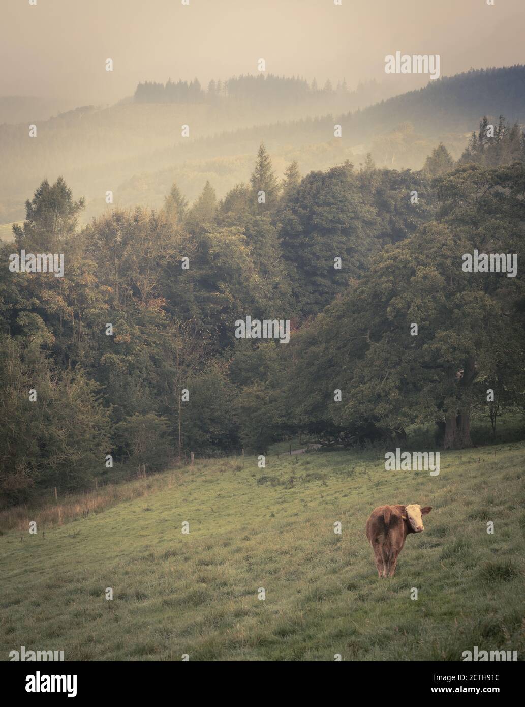 Vache dans un champ avec des arbres et des collines brumeuses Banque D'Images