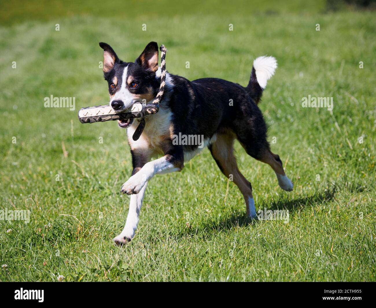 Smooth Collie, récupération d'un mannequin d'entraînement, Royaume-Uni Banque D'Images