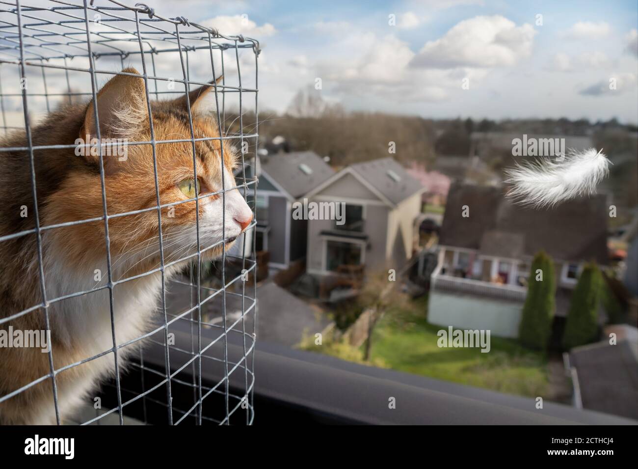 Cat dans une enceinte extérieure ou une catio. Calico ou torbie kitty est en vedette intensément à une plume blanche volant par. Terrasse sur le toit d'un édifice de quatre étages. Banque D'Images