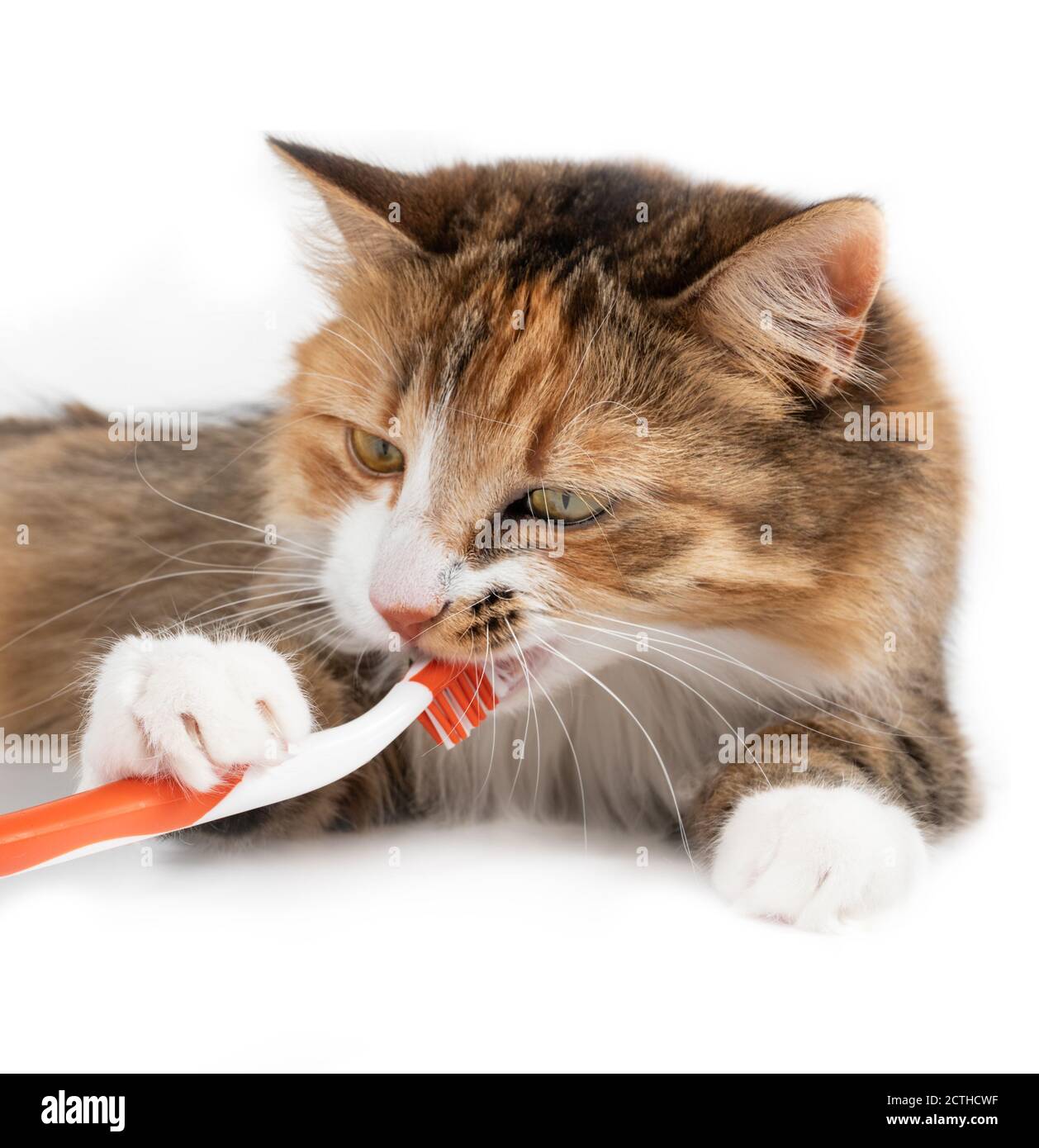 Un chat mignon qui nettoie ses dents avec une brosse à dents. Animaux de compagnie mois de la santé dentaire en février ou santé bucco-dentaire pour les animaux de compagnie. Chat avec brosse à dents dans la bouche. Banque D'Images