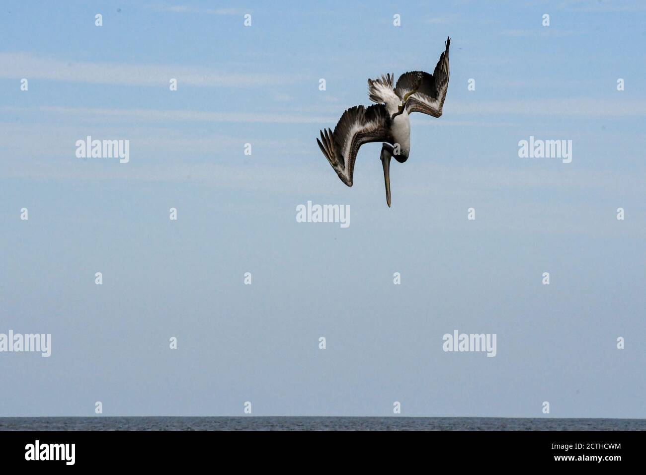 Pelican Diving for Food, Tamarindo, province de Guanacaste, Costa Rica Banque D'Images