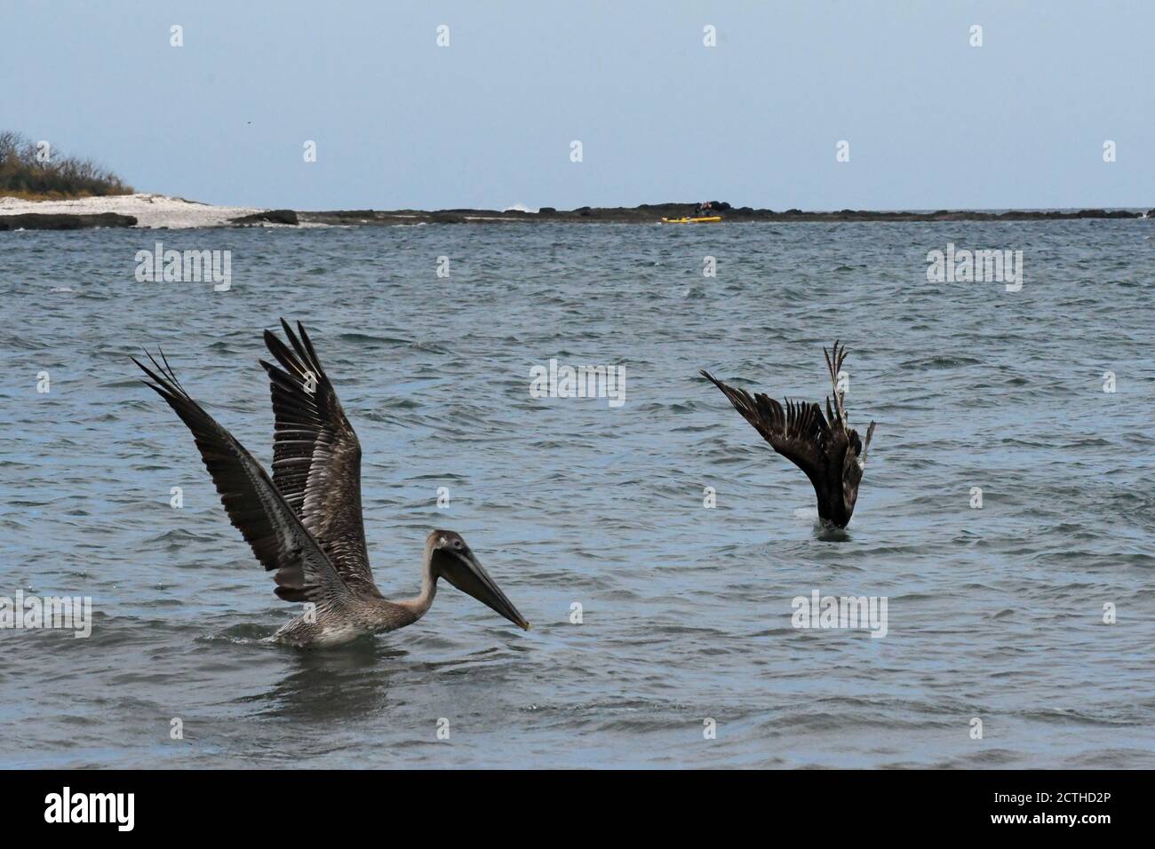 Pélicans qui se nourrissent de Tamarindo, province de Guanacaste, Costa Rica Banque D'Images