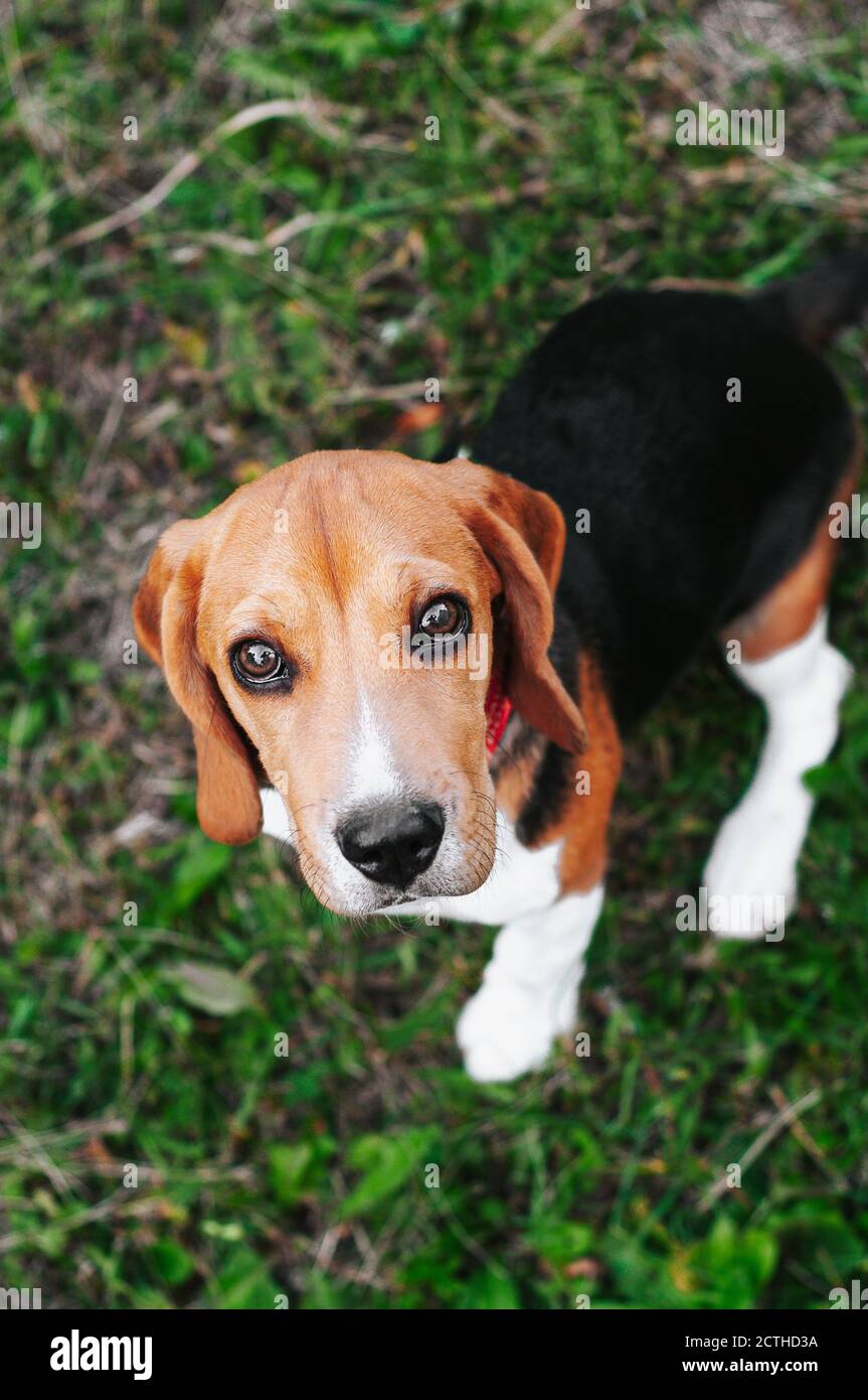 Bon chien de beagle de chiot s'amusant dans l'herbe verte Banque D'Images