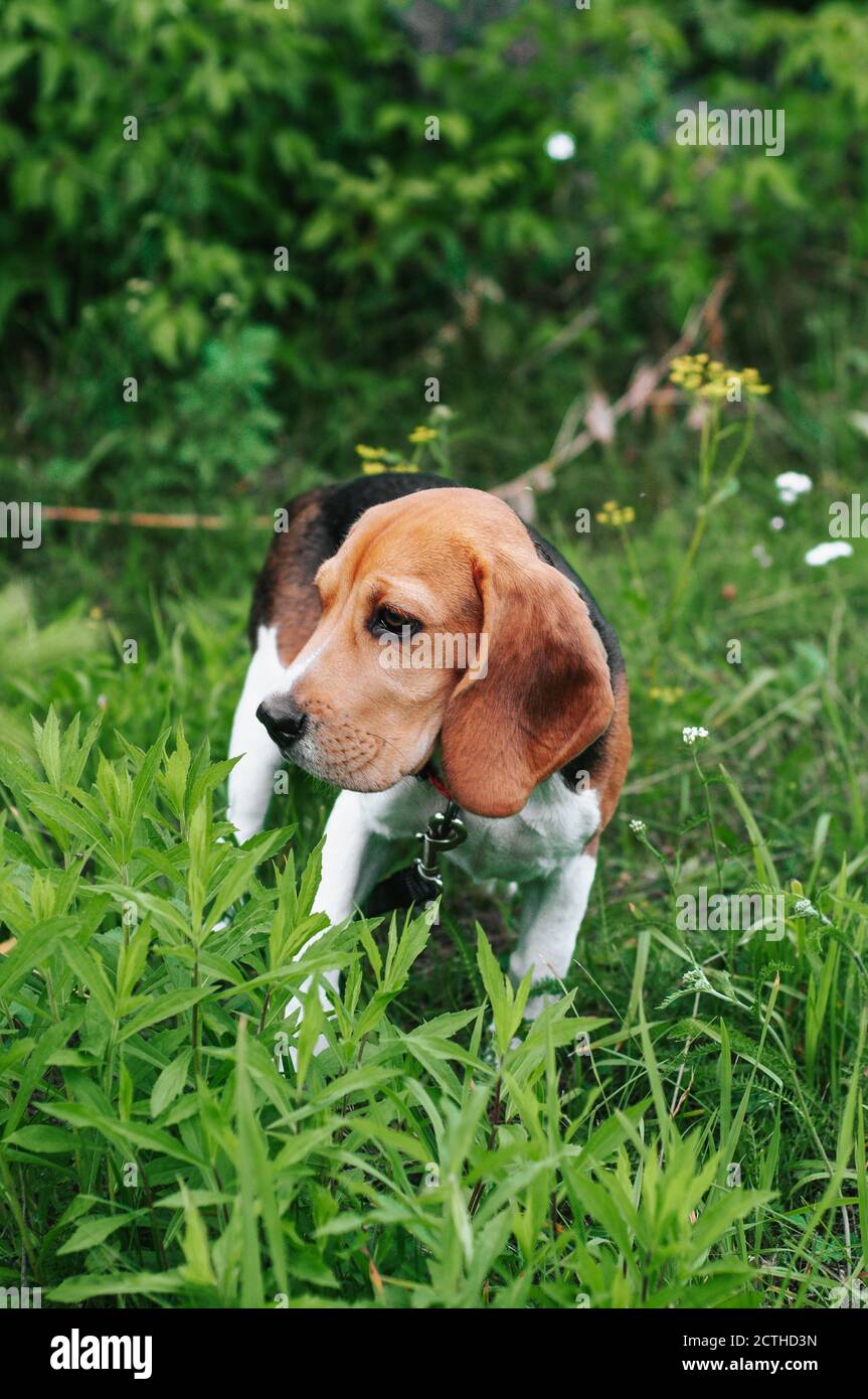 Bon chien de beagle de chiot s'amusant dans l'herbe verte Banque D'Images
