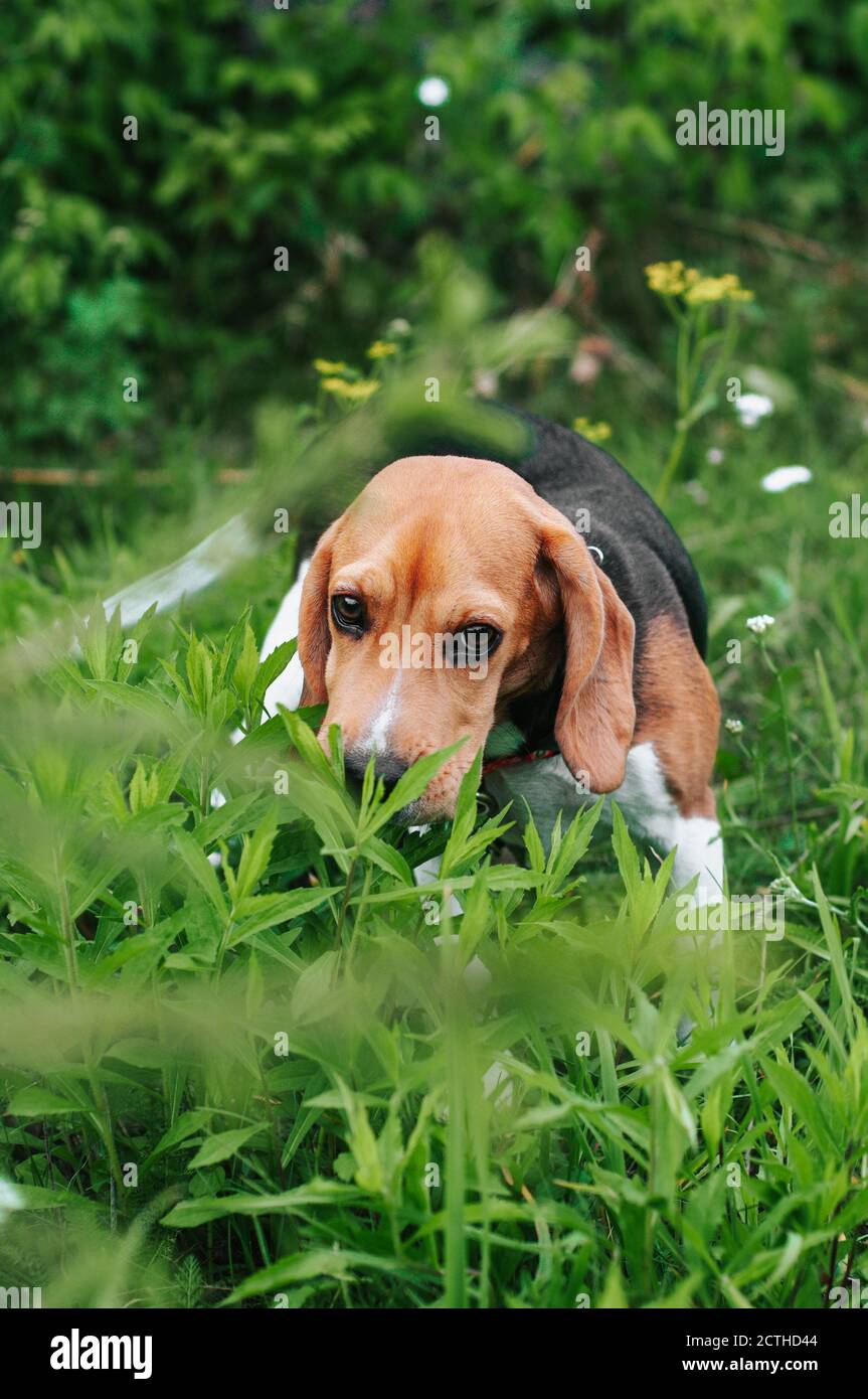 Bon chien de beagle de chiot s'amusant dans l'herbe verte Banque D'Images