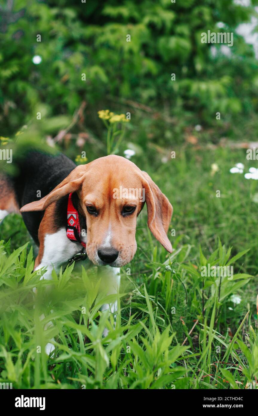 Bon chien de beagle de chiot s'amusant dans l'herbe verte Banque D'Images