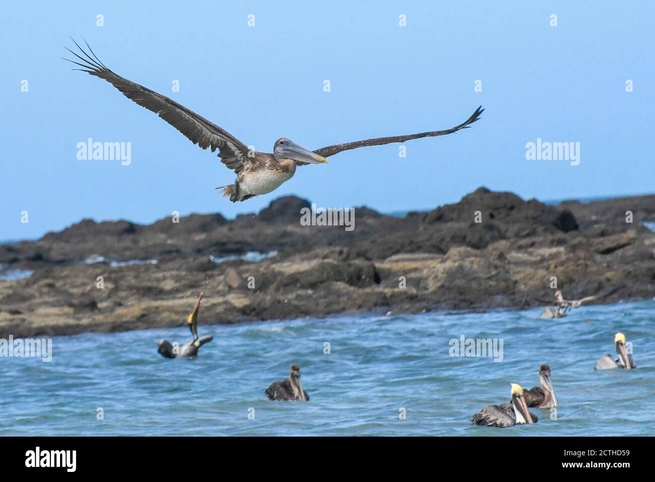 Pelican surmontant la plage de Tamarindo, province de Guanacaste, Costa Rica Banque D'Images