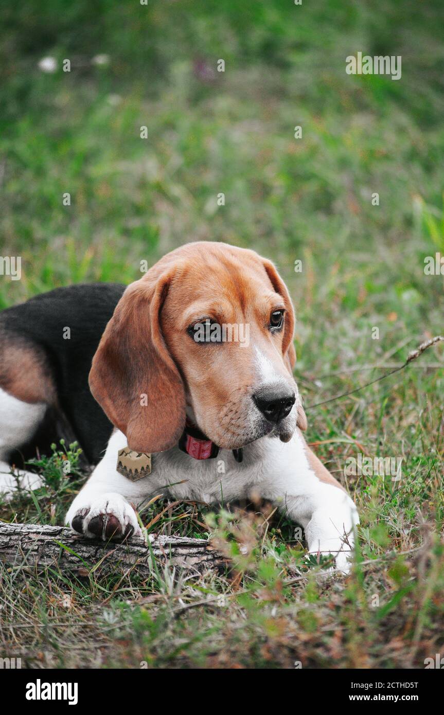 Bon chien de beagle de chiot s'amusant dans l'herbe verte Banque D'Images