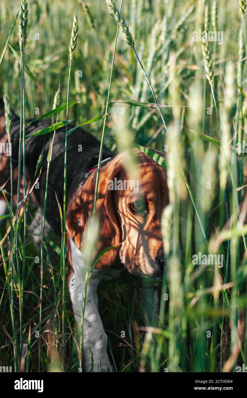 Bon chien de beagle de chiot s'amusant dans l'herbe verte Banque D'Images
