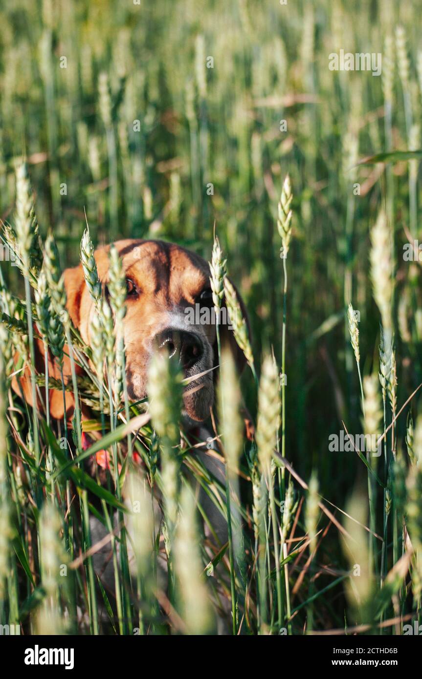 Bon chien de beagle de chiot s'amusant dans l'herbe verte Banque D'Images
