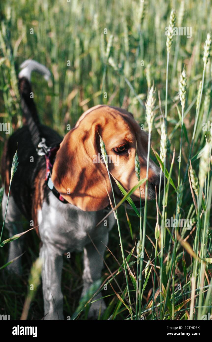 Bon chien de beagle de chiot s'amusant dans l'herbe verte Banque D'Images