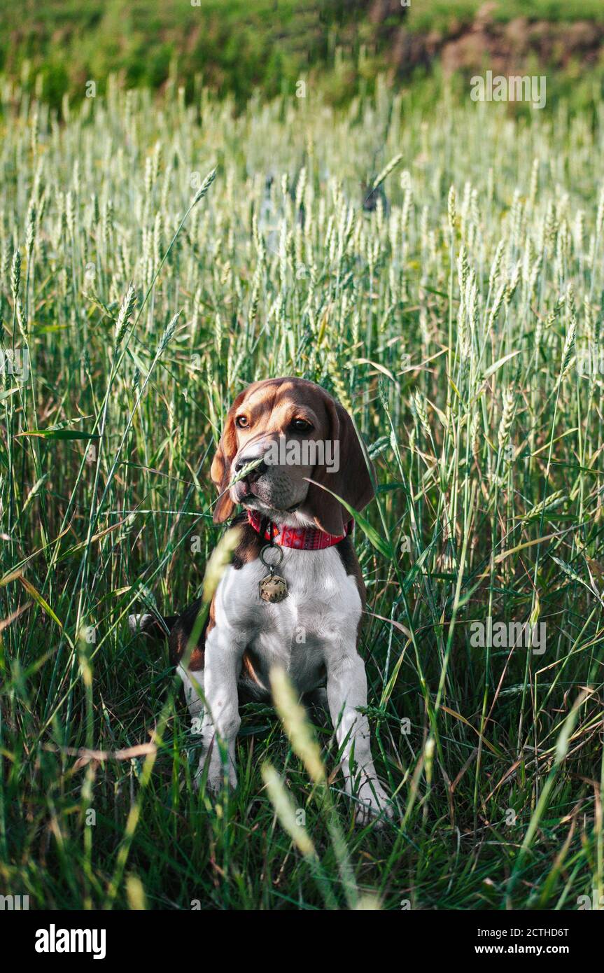 Bon chien de beagle de chiot s'amusant dans l'herbe verte Banque D'Images