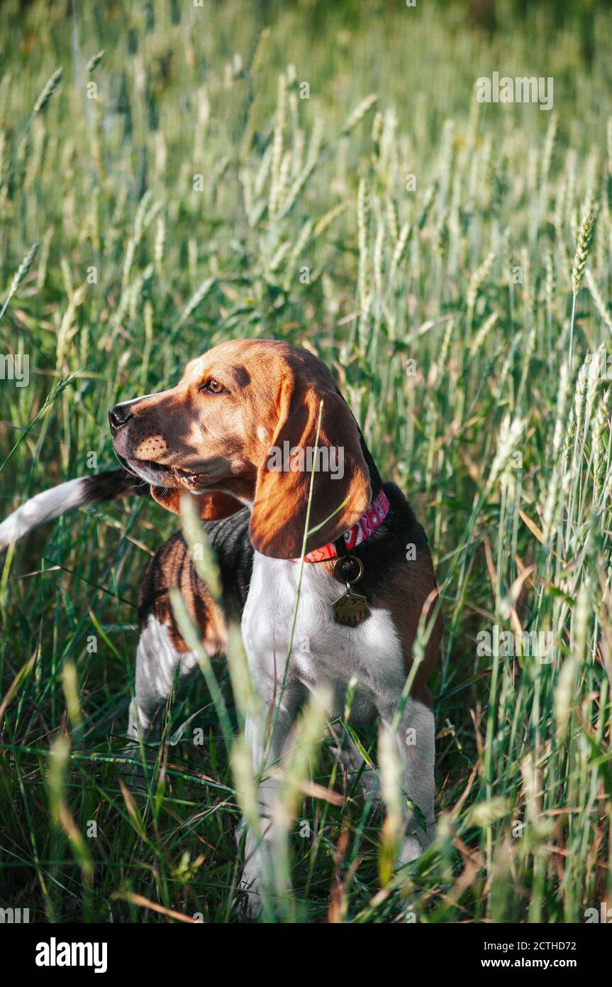 Bon chien de beagle de chiot s'amusant dans l'herbe verte Banque D'Images