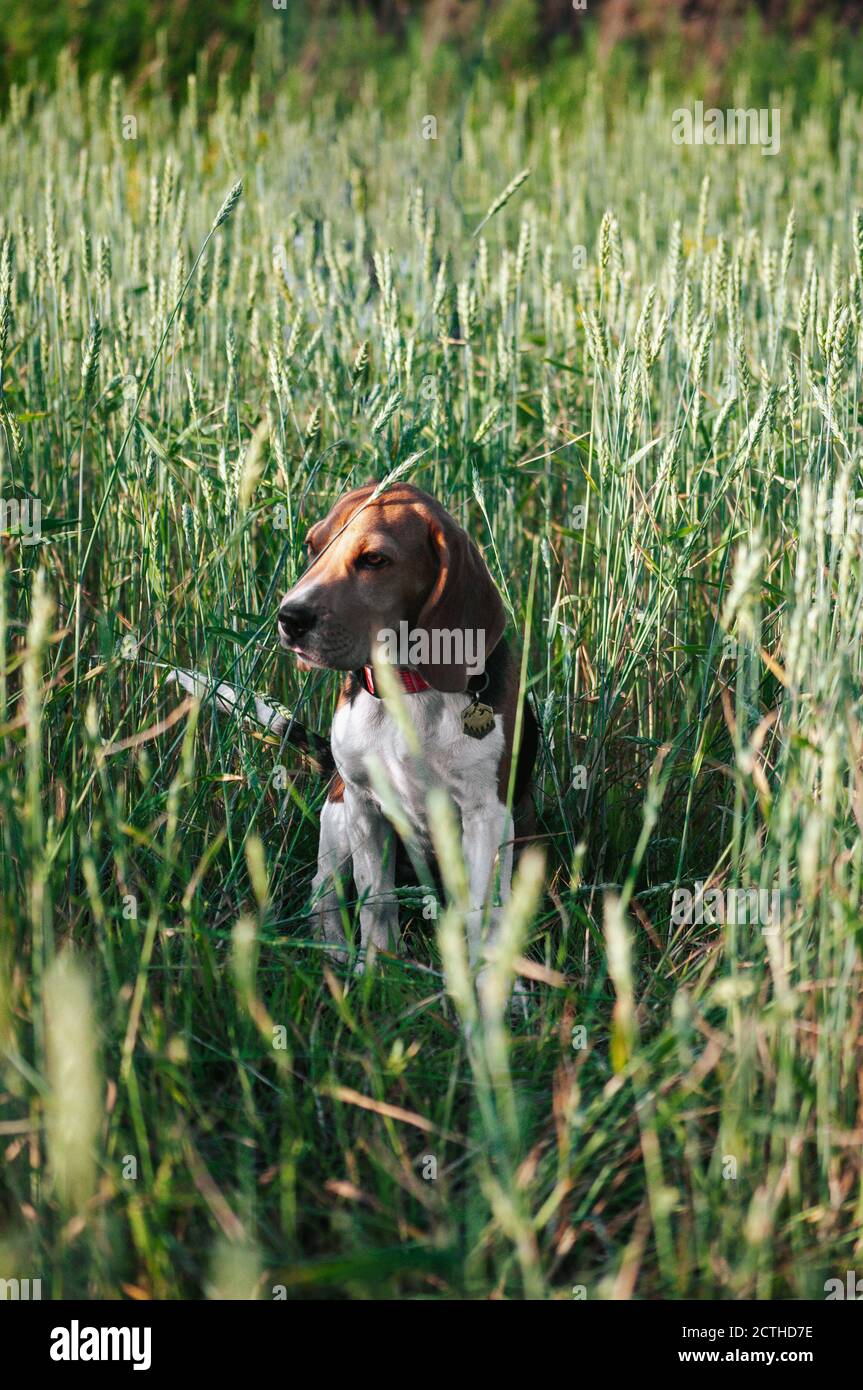 Bon chien de beagle de chiot s'amusant dans l'herbe verte Banque D'Images