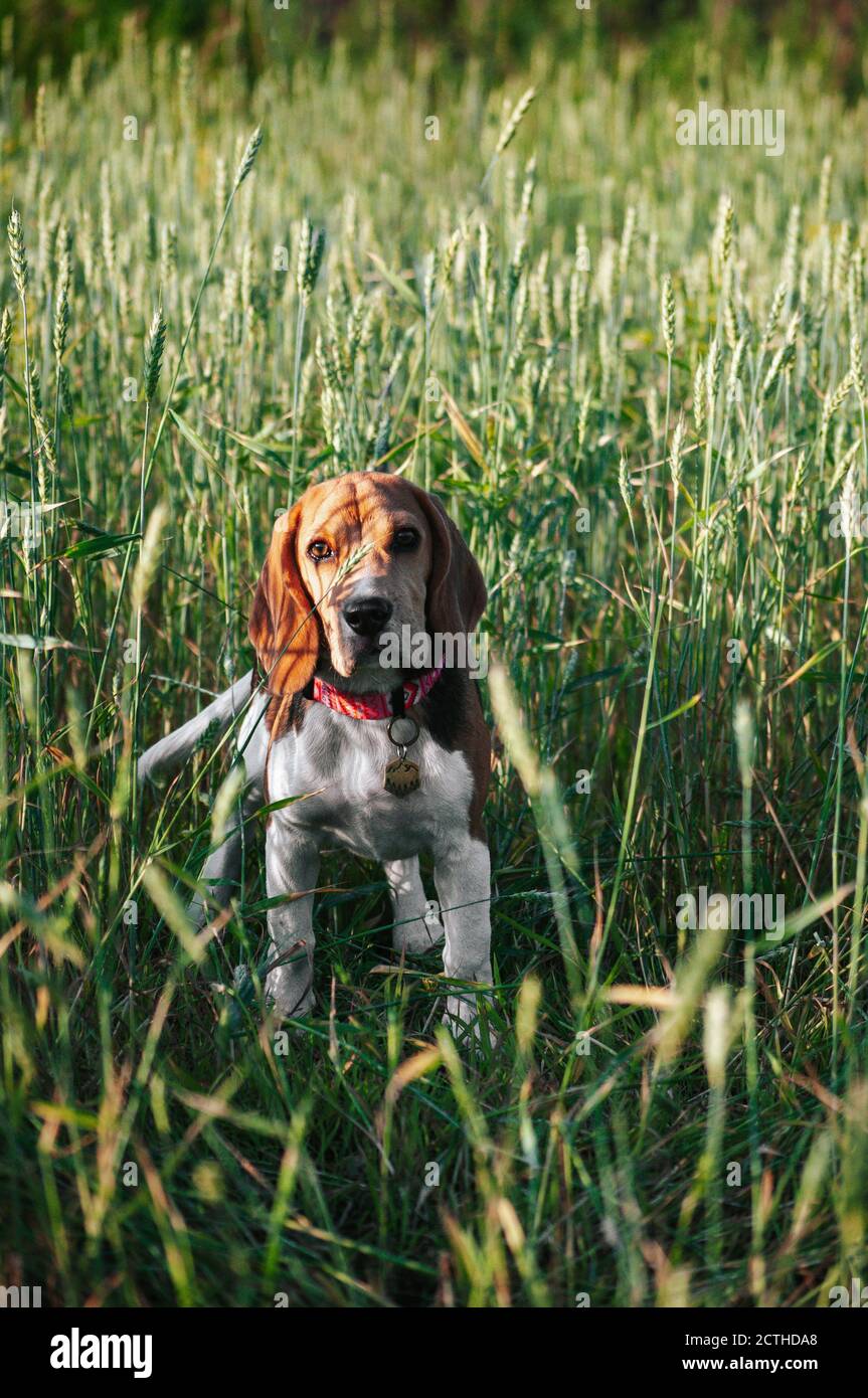 Bon chien de beagle de chiot s'amusant dans l'herbe verte Banque D'Images