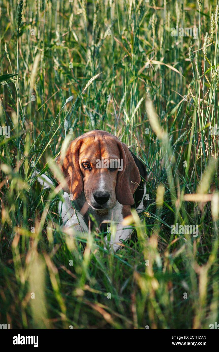 Bon chien de beagle de chiot s'amusant dans l'herbe verte Banque D'Images