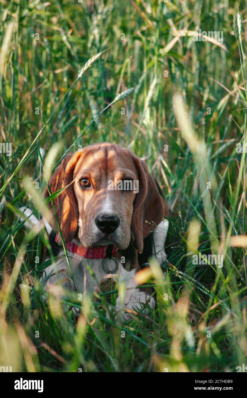Bon chien de beagle de chiot s'amusant dans l'herbe verte Banque D'Images