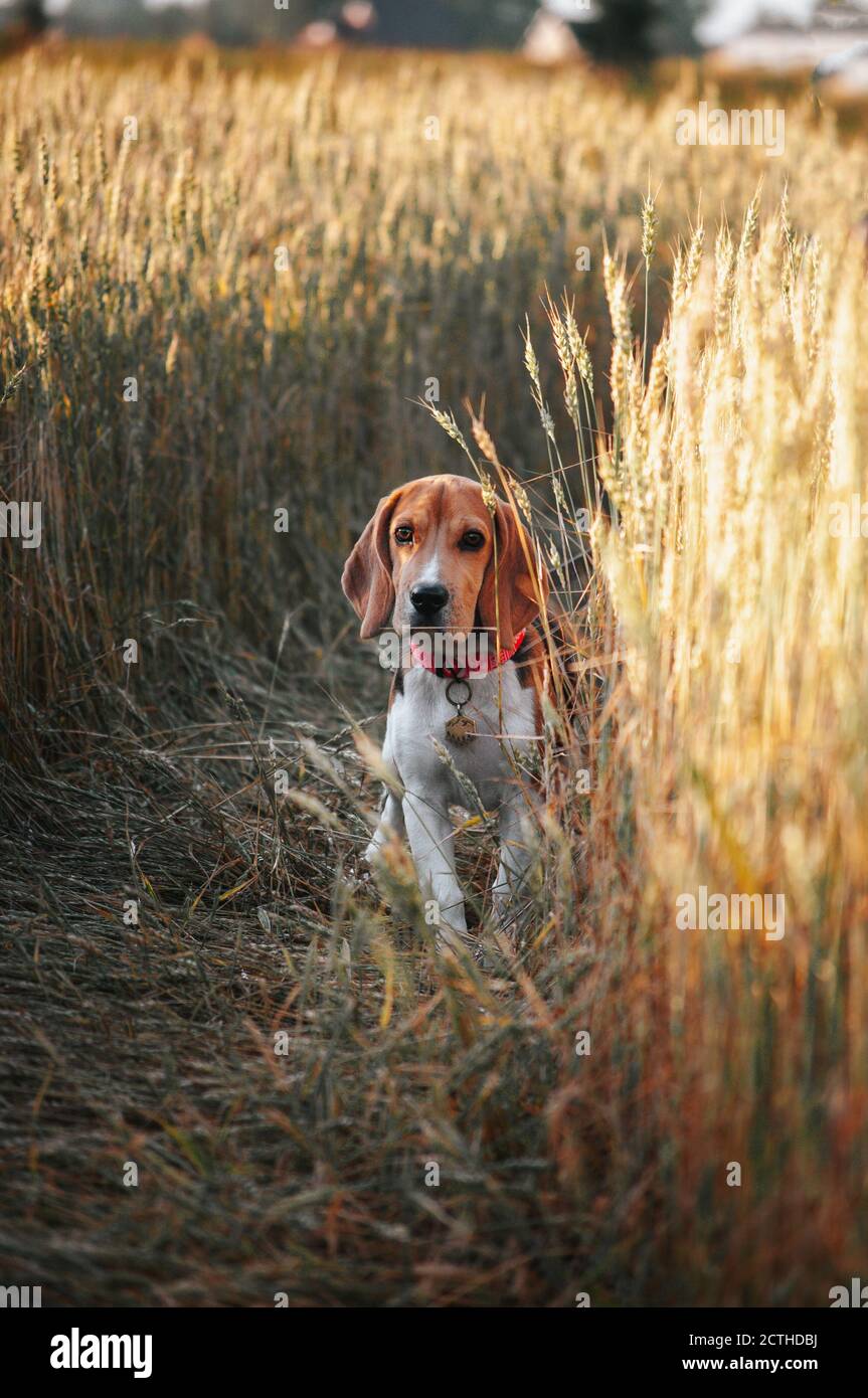 Bon chien de beagle de chiot s'amusant dans l'herbe de champ d'or Banque D'Images