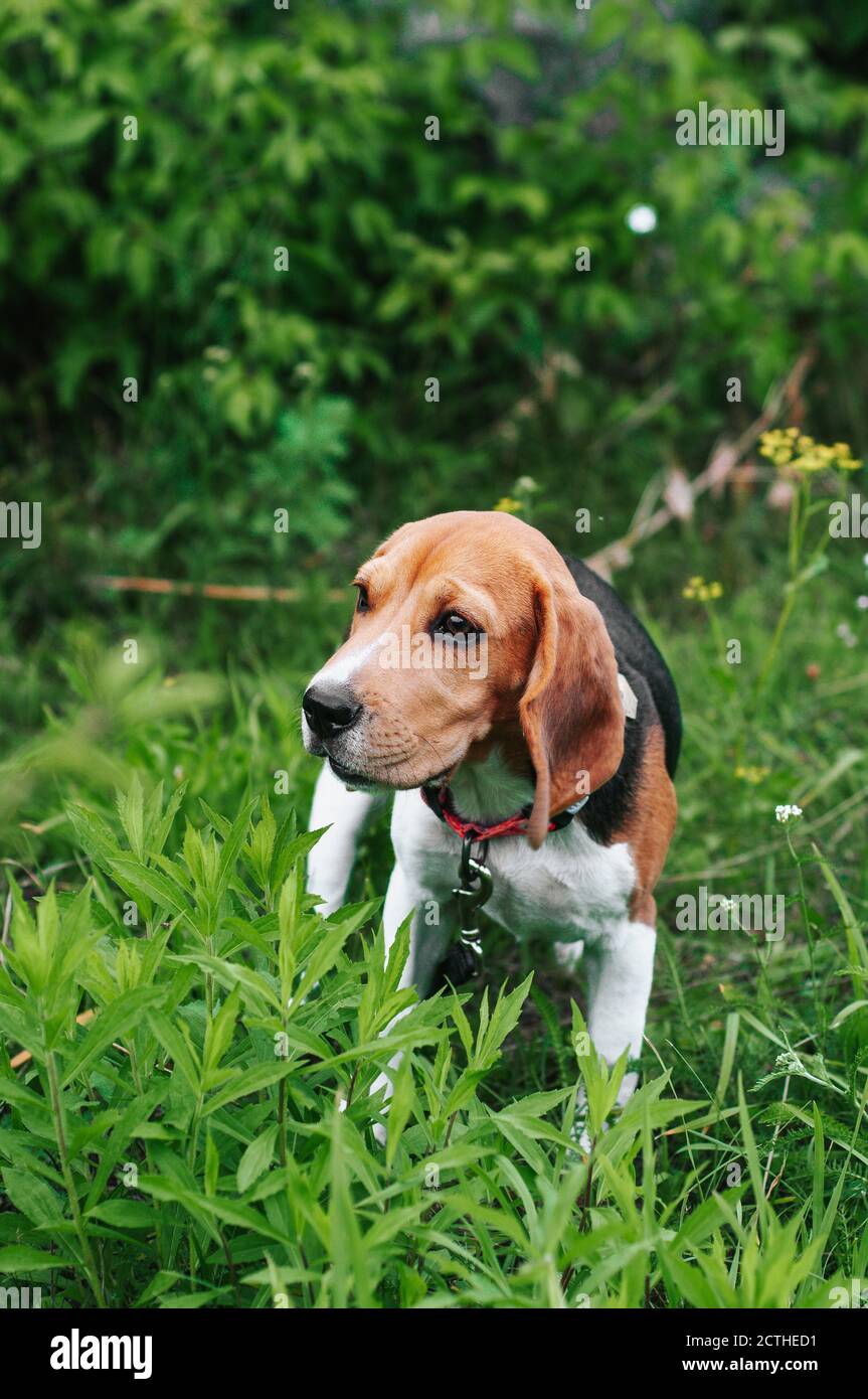 Heureux chien beagle s'amusant sur l'herbe verte puis Banque D'Images