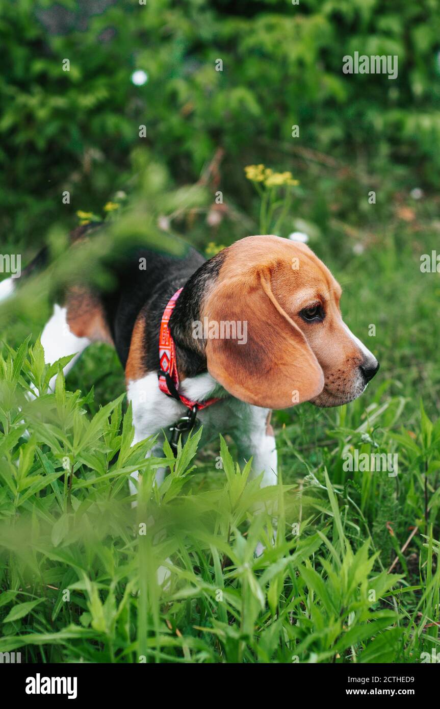 Heureux chien beagle s'amusant sur l'herbe verte puis Banque D'Images