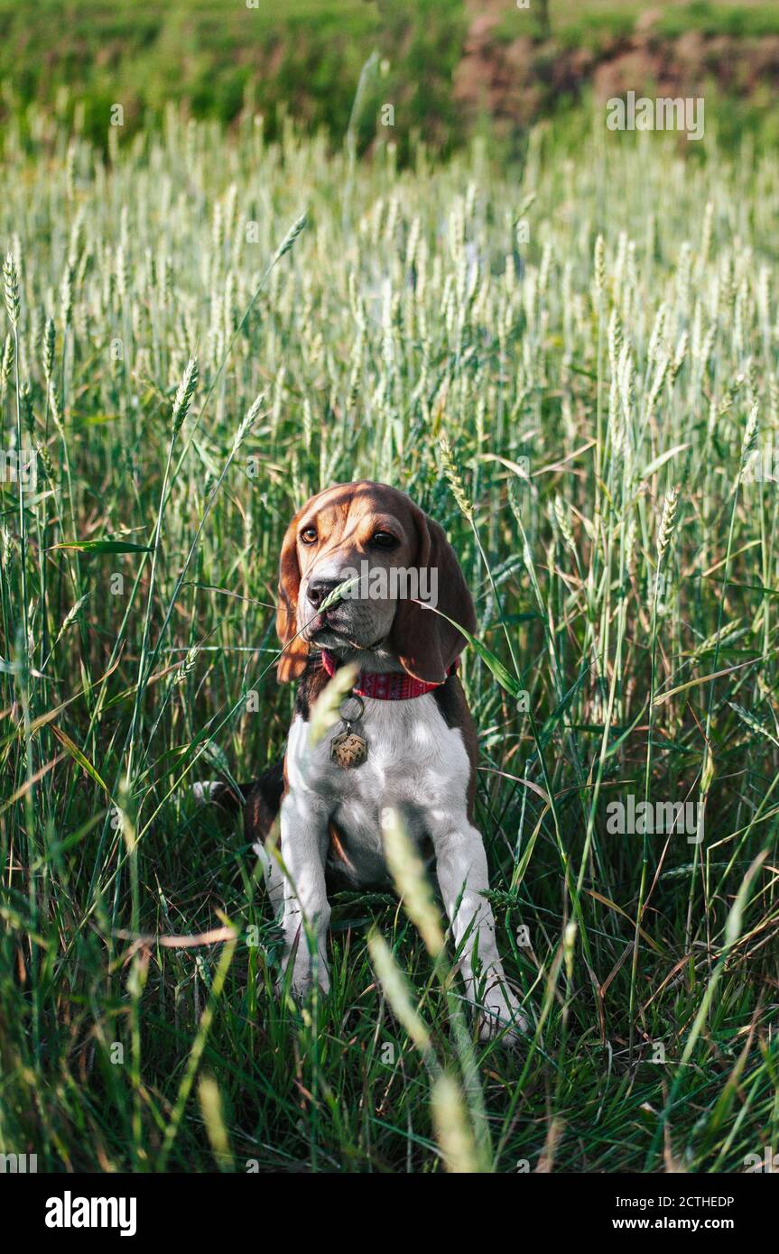 Bon chien de beagle de chiot s'amusant dans l'herbe verte Banque D'Images