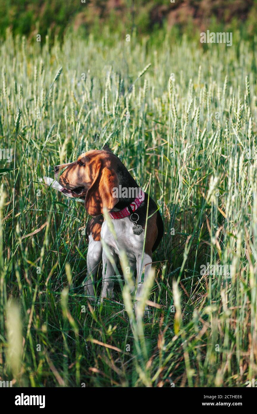 Bon chien de beagle de chiot s'amusant dans l'herbe verte Banque D'Images