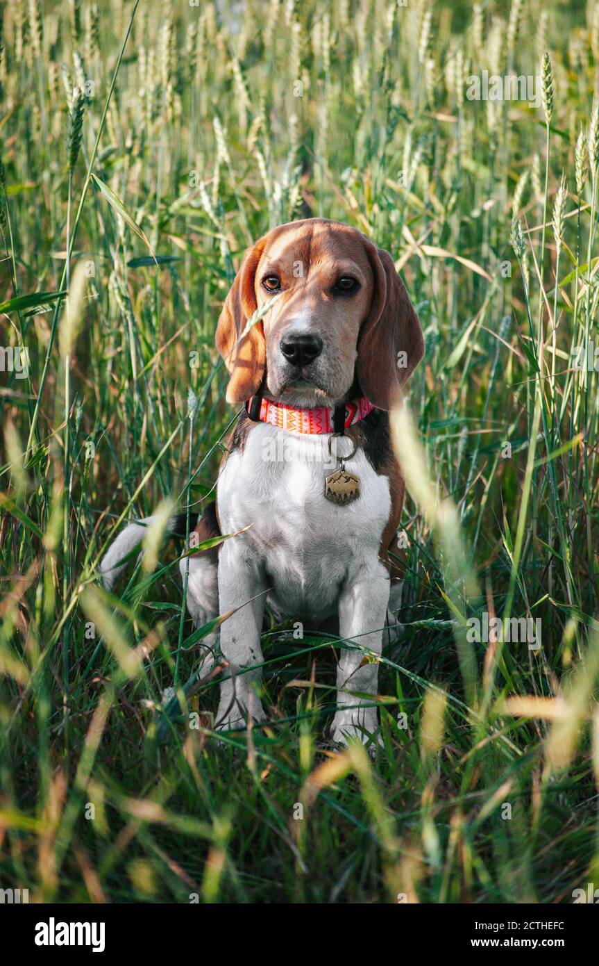 Bon chien de beagle de chiot s'amusant dans l'herbe verte Banque D'Images