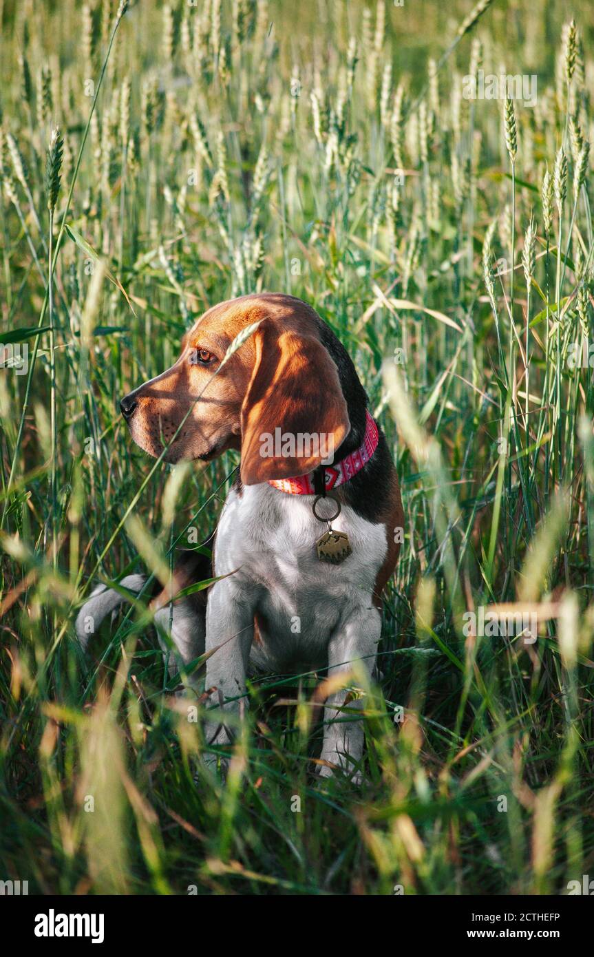 Bon chien de beagle de chiot s'amusant dans l'herbe verte Banque D'Images