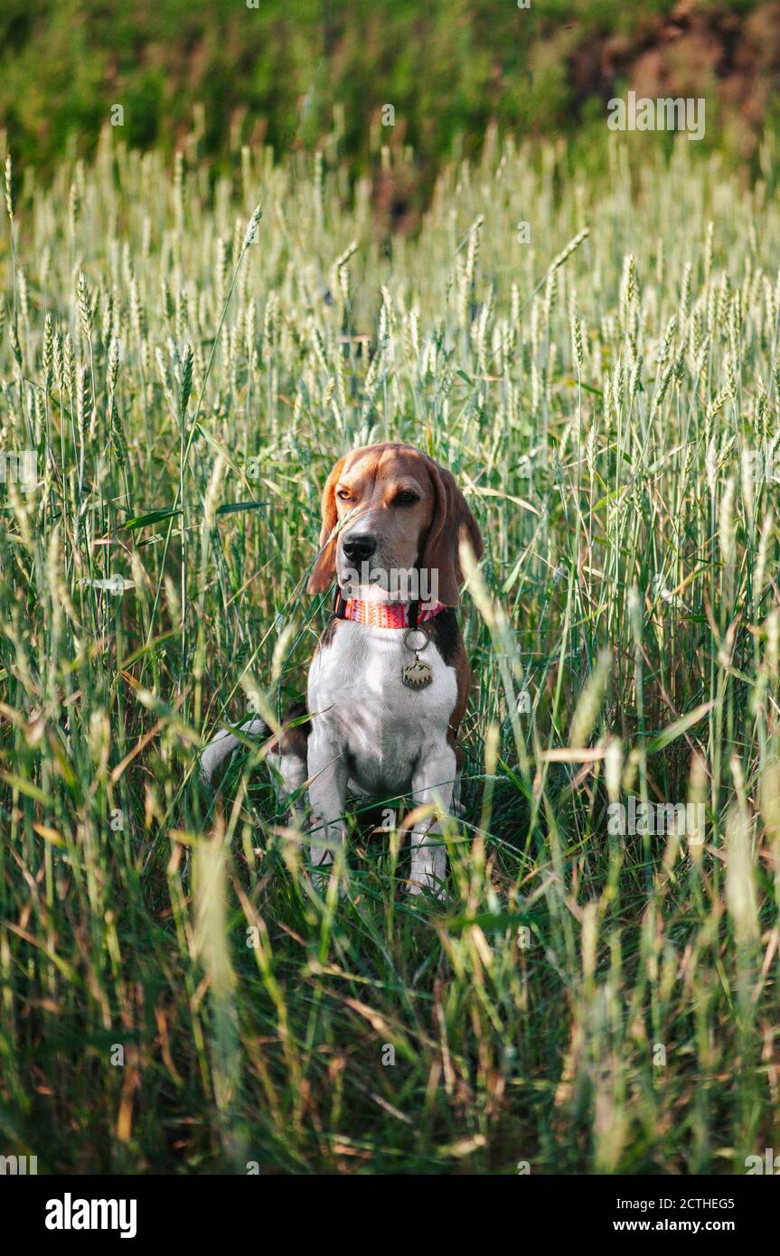 Bon chien de beagle de chiot s'amusant dans l'herbe verte Banque D'Images