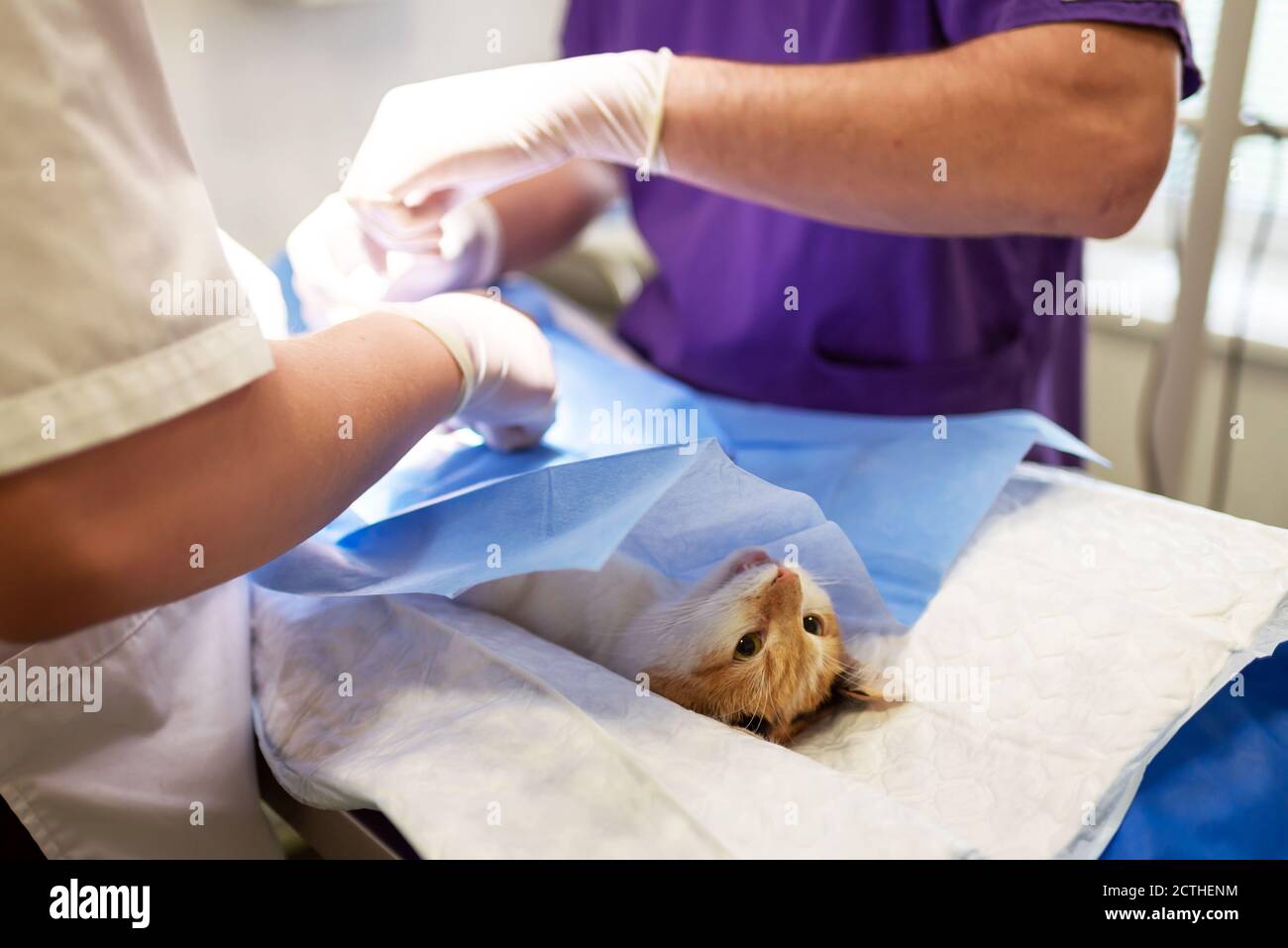 VET en cours de stérilisation. Le chat sur la table d'opération dans une clinique vétérinaire. Chat dans une chirurgie vétérinaire , l'utérus et les ovaires de Banque D'Images
