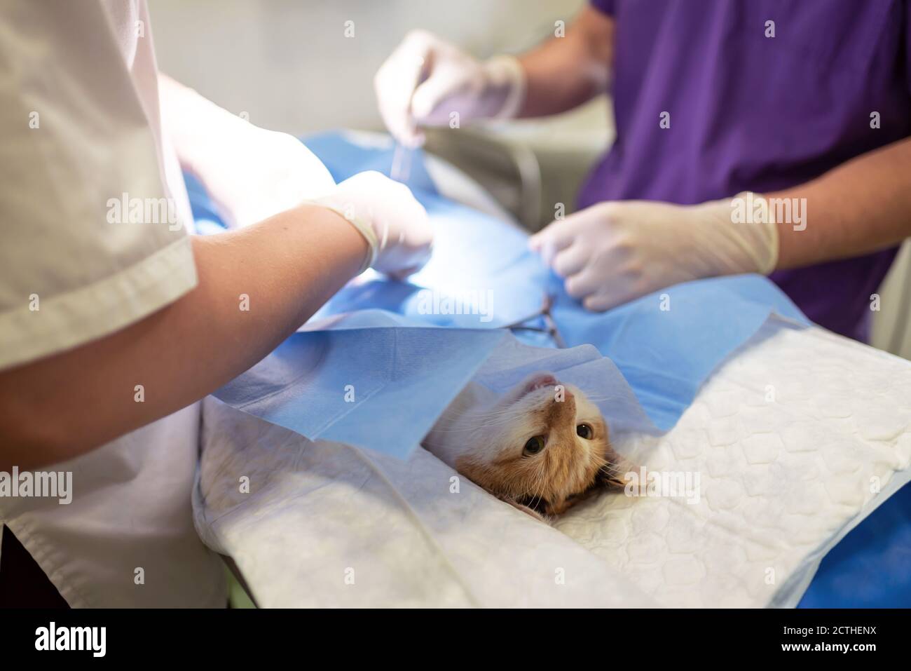 VET en cours de stérilisation. Le chat sur la table d'opération dans une clinique vétérinaire. Chat dans une chirurgie vétérinaire , l'utérus et les ovaires de Banque D'Images