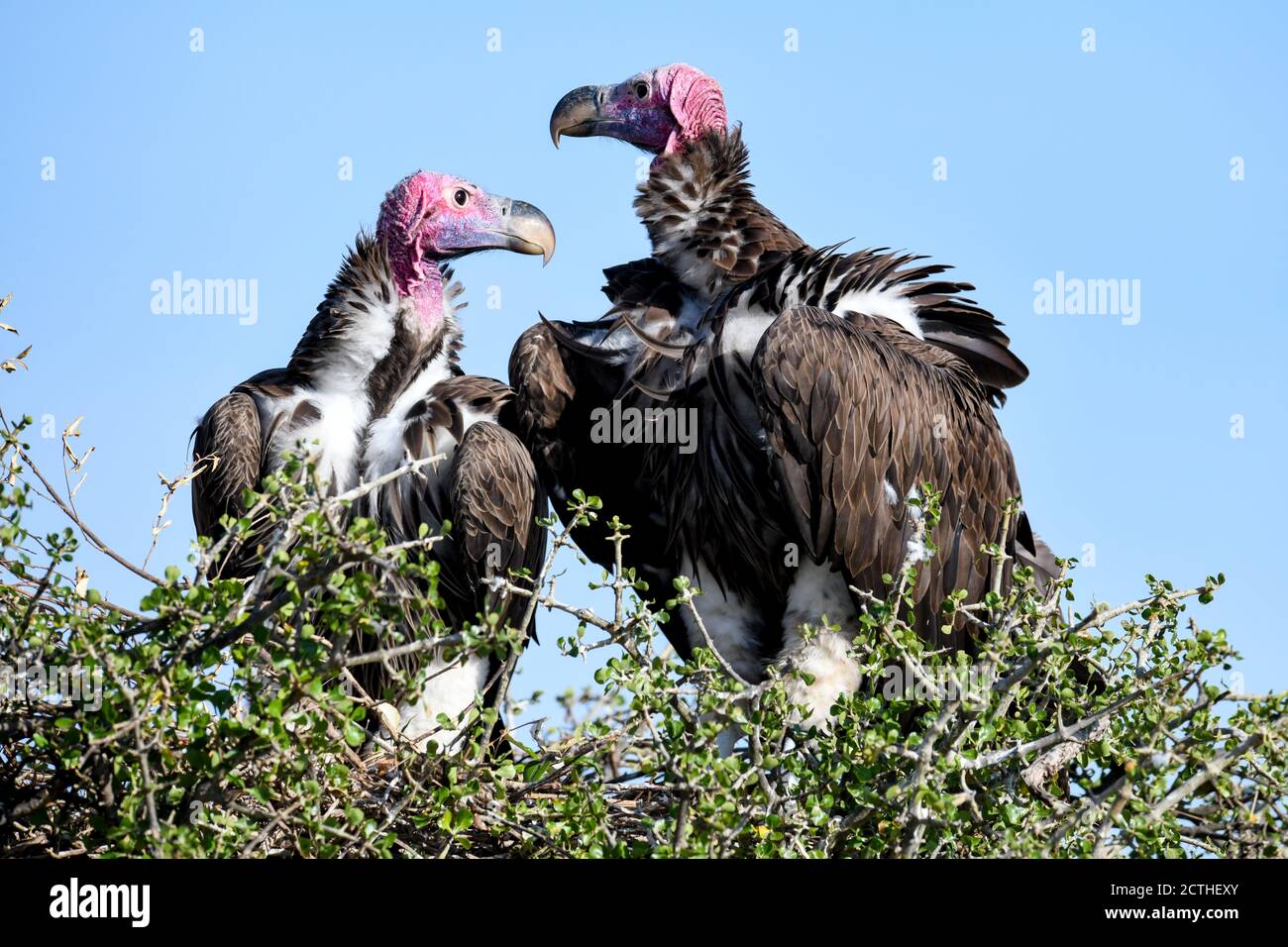 Couple reproducteur de vautours à Lappet (Torgos tracheliotos) dans un nid arboré de la réserve nationale de Masai Mara, Kenya Banque D'Images