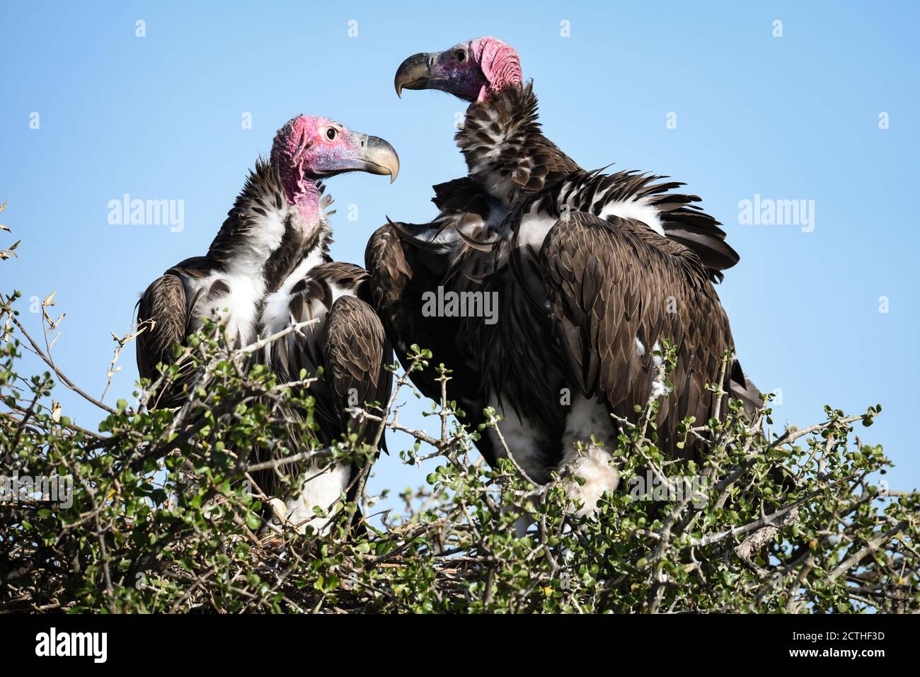 Couple reproducteur de vautours à Lappet (Torgos tracheliotos) dans un nid arboré de la réserve nationale de Masai Mara, Kenya Banque D'Images