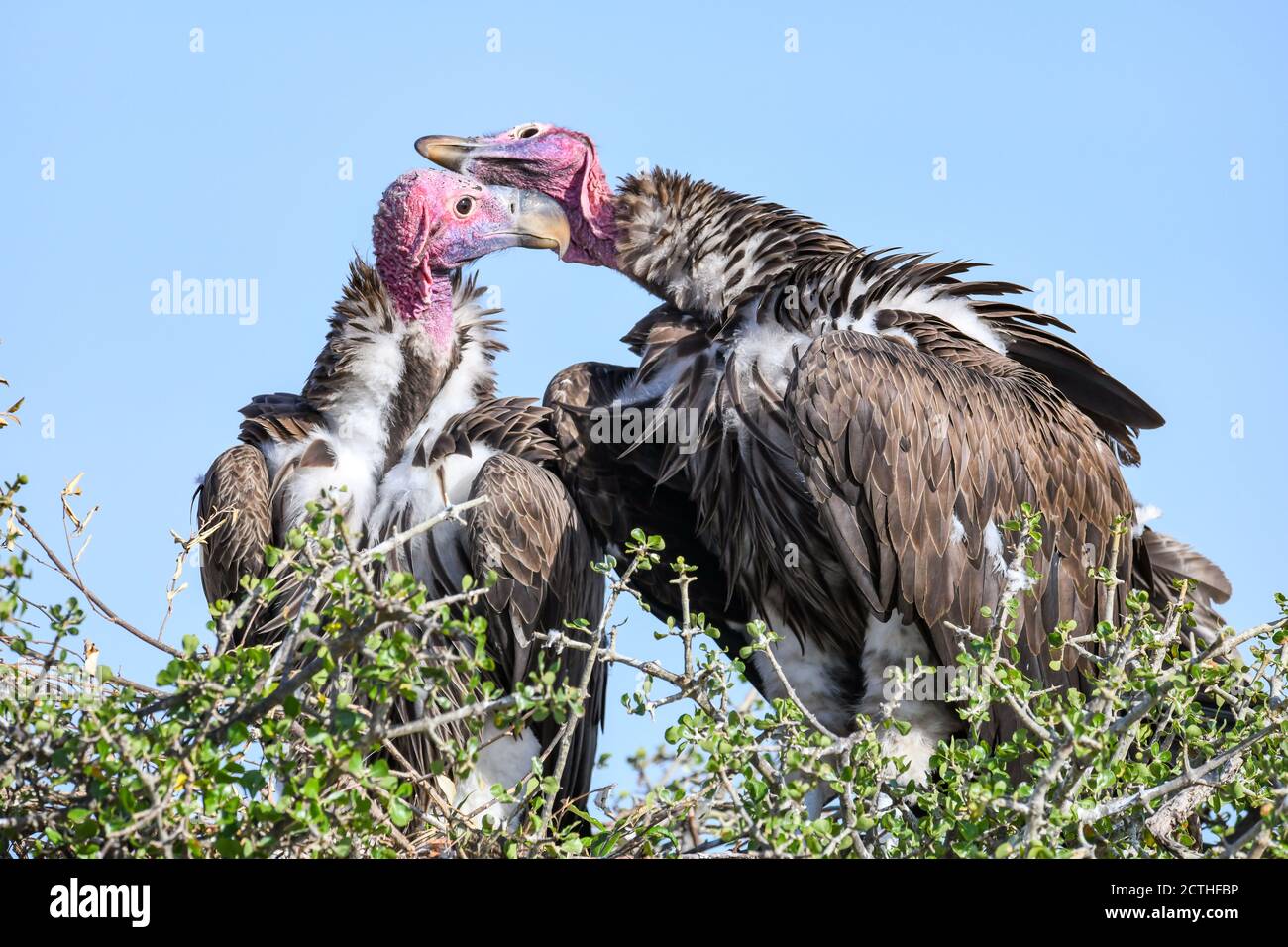 Couple reproducteur de vautours à Lappet (Torgos tracheliotos) dans un nid arboré de la réserve nationale de Masai Mara, Kenya Banque D'Images