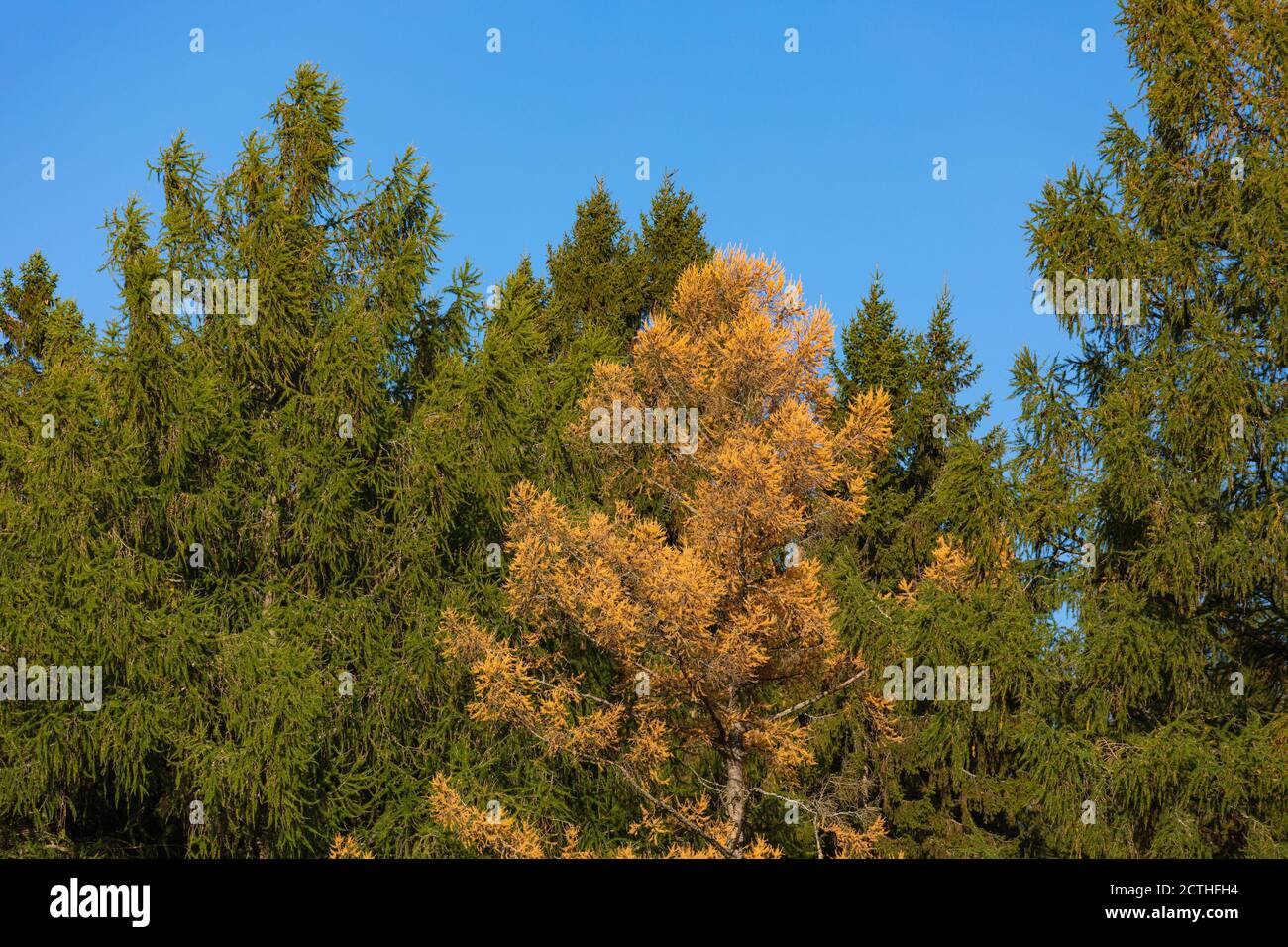 Mélèze aux couleurs jaunes d'automne et ciel bleu Banque D'Images
