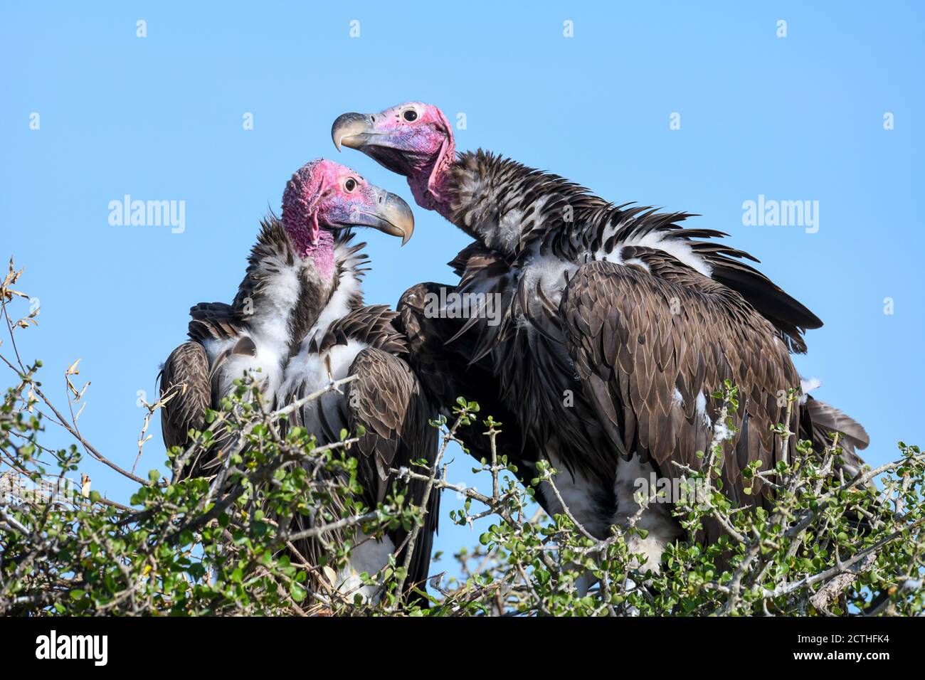 Couple reproducteur de vautours à Lappet (Torgos tracheliotos) dans un nid arboré de la réserve nationale de Masai Mara, Kenya Banque D'Images
